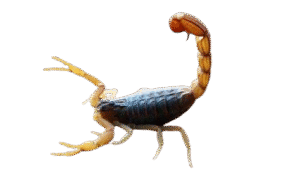 Dedetização de Escorpiões HidroClear – Proteção Contra Riscos e Infestações